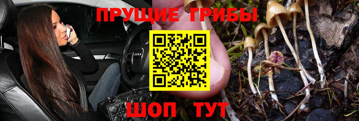 Псилоцибиновые грибы Psilocybe Асино